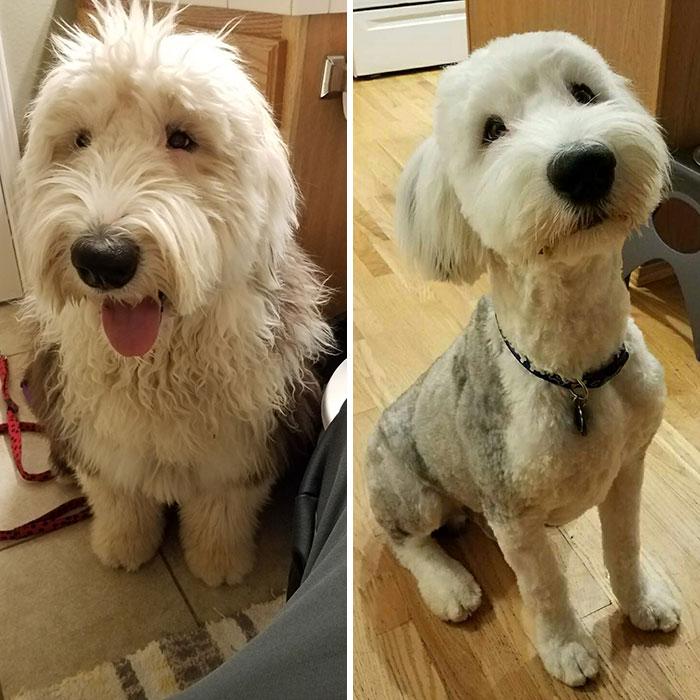 Kit Peluquería Profesional Para Mascotas